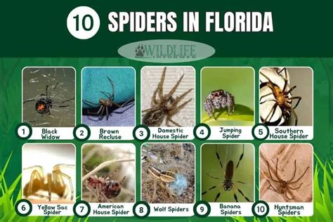 10 Common Spiders In Florida With Pictures Wildlife Informer 10 Common Spiders In Florida With Pictures Wildlife Informer