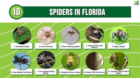 10 Spiders In Florida A Z Animals 10 Spiders In Florida A Z Animals