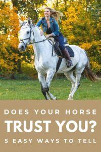 7 Simple Ways To Make Your Horse Trust You Again Fast Results 7 Simple Ways To Make Your Horse Trust You Again Fast Results
