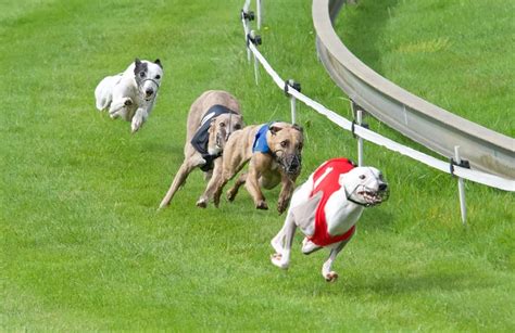 A Beginner S Guide To Greyhound Racing Betting