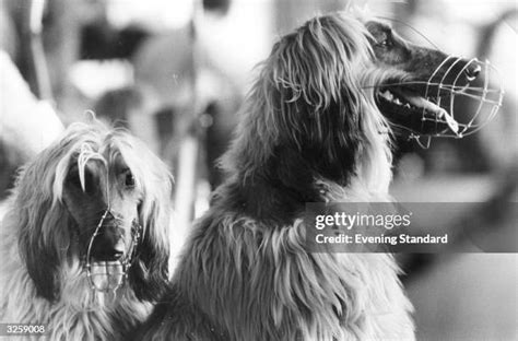 Afghan Hounds Print Crayford Stadium 1978 Art Prints Posters Puzzles From Fine Art Storehouse