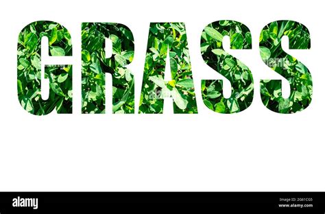 Another Word For Grass