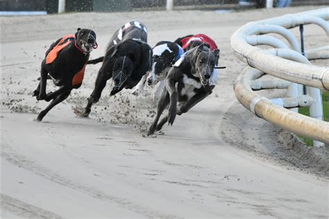Attheraces/Greyhounds
