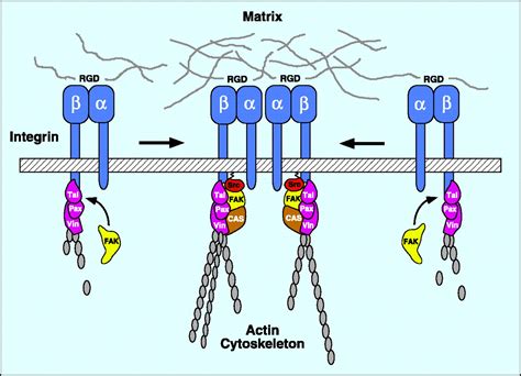 Targeting Αv Integrins Ptp1b To Boost Anticancer Effects