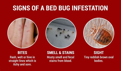 Bed Bug Infestation Signs