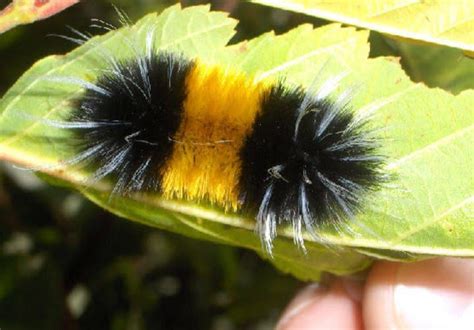 Black And Yellow Fuzzy Caterpillar