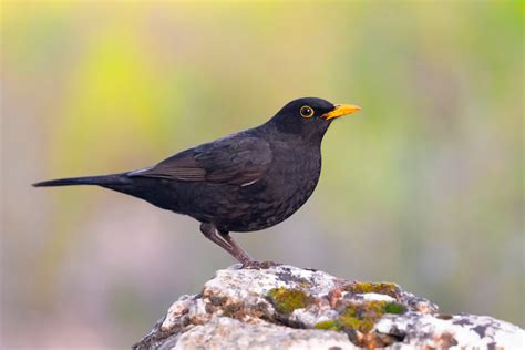 Black Bird Yellow Beak