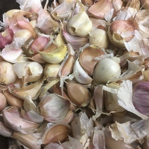 Bulk Garlic Bulbs