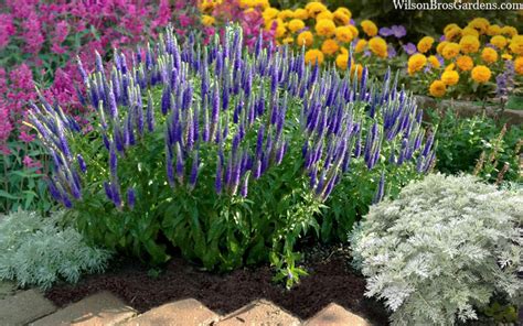 Buy Sunny Border Blue Veronica Free Shipping Wilson Bros Gardens Buy Sunny Border Blue Veronica Free Shipping Wilson Bros Gardens