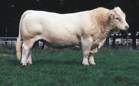 How To Determine Charolais Cattle Primary Use For Beef Production