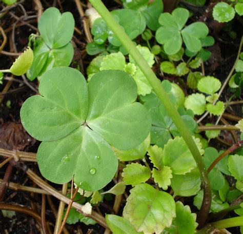 Clover Green Photo 4147937 Fanpop Clover Green Photo 4147937 Fanpop