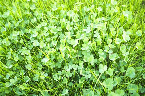 Clover Lawn Seed Online Clover Lawn Clover Grass Seed Js11 Jubilee Seeds Uk Clover Lawn Seed Online Clover Lawn Clover Grass Seed Js11 Jubilee Seeds Uk