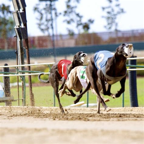 Crayford Stadium Dog Racing History Visiting Guide 2025 Handmade Kent