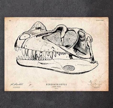 Dinosaur Skull Print Codex Anatomicus