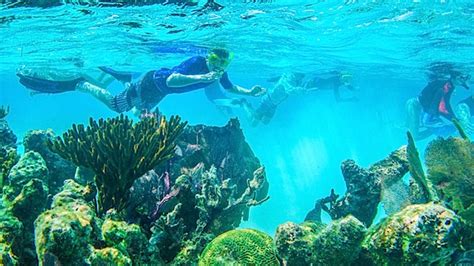 Discover Belize Barrier Reef Facts Snorkeling Dive Sites