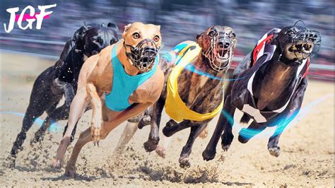 Dog Racing