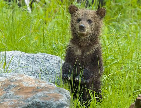 Draft Provincial Strategy Could Open Door To Reinstating Grizzly Bear