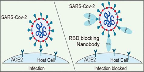 Emerging Landscape Of Nanobodies And Their Neutralizing Applications Against Sars Cov 2 Virus Acs Pharmacology Translational Science