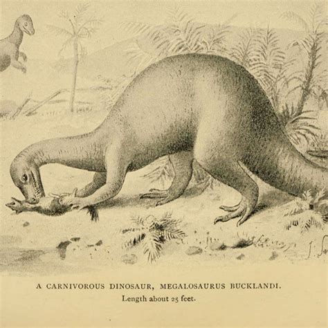 First Dinosaur Fossil First Dinosaur Fossil