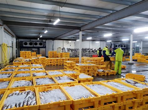 Fish Warehouse Near Me