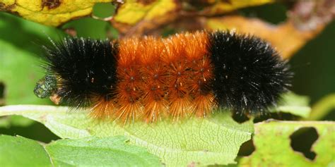 Fuzzy Caterpillar Poisonous Fuzzy Caterpillar Poisonous