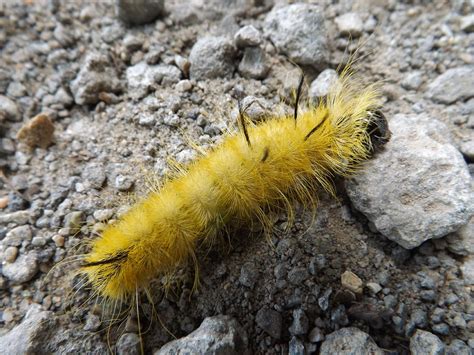Fuzzy Yellow Caterpillar Fuzzy Yellow Caterpillar