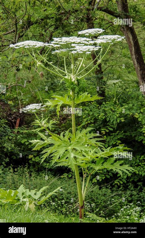 Giant Hogweed: Toxic Plant