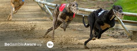 Greyhound Betting Tips How To Bet On Greyhounds Betuk