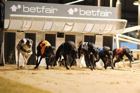 Greyhound Racing S Live Baiting Scandal Has Only A Marginal Effect On Betting Australasian Leisure Management
