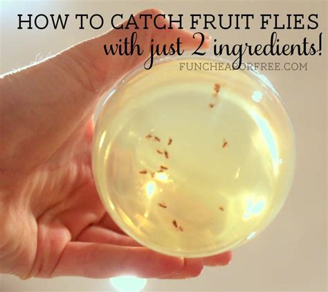 How To Catch Fruit Flies How To Catch Fruit Flies