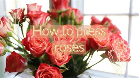 How To Press A Rose