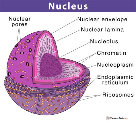 Orbit The Core: Idea For Remembering Nucleus With Memory-Map Analogy