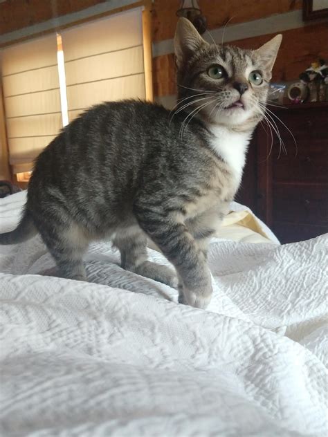 Is A 7 Month Old Cat A Kitten At Fred Soukup Blog