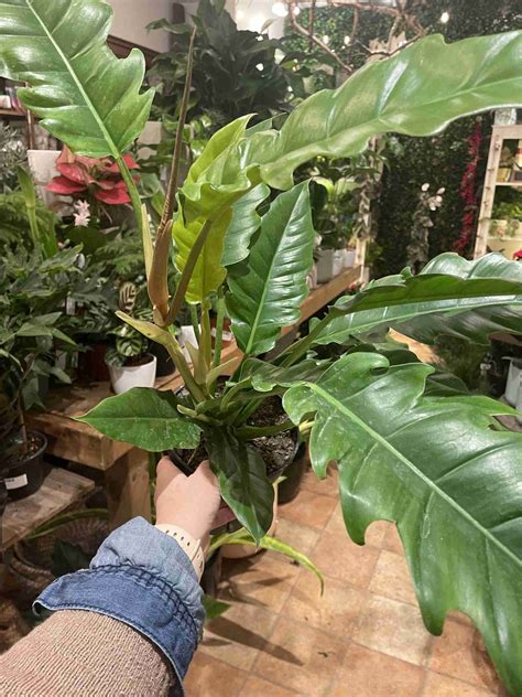 Jungle Boogie Philodendron Lichtenfelt S Jungle Boogie Philodendron Lichtenfelt S