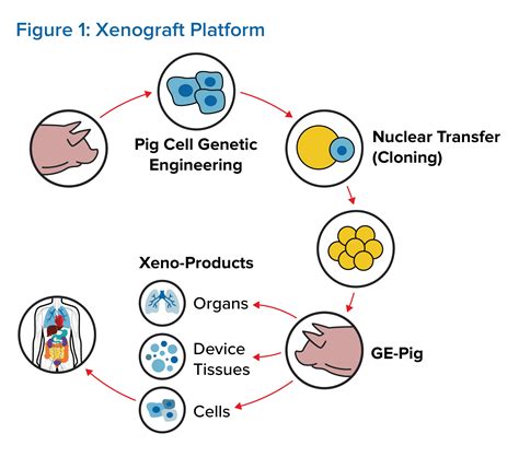 From Lab To Hope: Langone Xenotransplantation Webinar