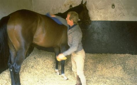 Mystery Of Shergar Famous Irish Horse Kidnapping Mystery Of Shergar Famous Irish Horse Kidnapping