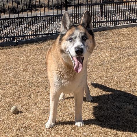 Nevada Humane Society Carson City S Pet Of The Week Duke Carson Now