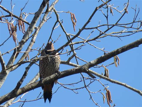 Northern Flicker From Tumwater Historical Park Tumwater Wa Us On Northern Flicker From Tumwater Historical Park Tumwater Wa Us On