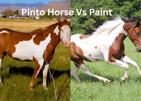 Paint Horse Vs Pinto Learn The Difference Horse Illustrated Paint Horse Vs Pinto Learn The Difference Horse Illustrated