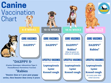 Parvo In Dogs With Vaccinations-4