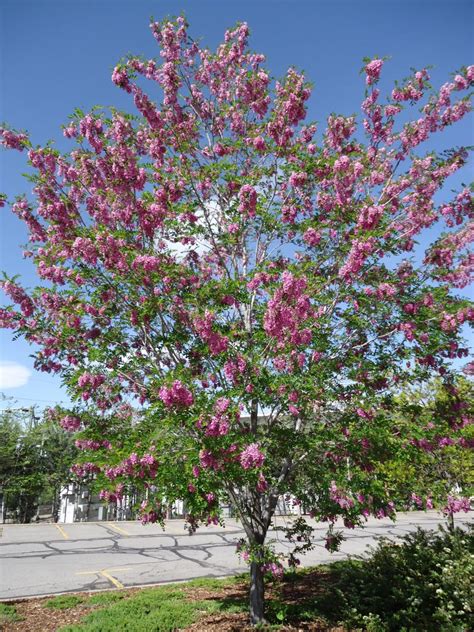 Purple Robe Locust Tree In Bloom Purple Robe Locust Tree In Bloom