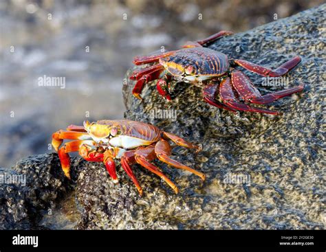 Red Rock Crab Grapsus Grapsus In The Santa Cruz Island Galapagos