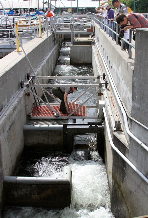Seattle Locks Fish Ladder