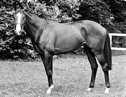 Shergar Wikipedia Shergar Wikipedia