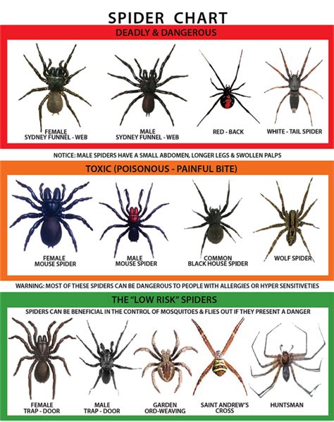 Spider Identification Charts Oztec Pest Management Spider Identification Charts Oztec Pest Management