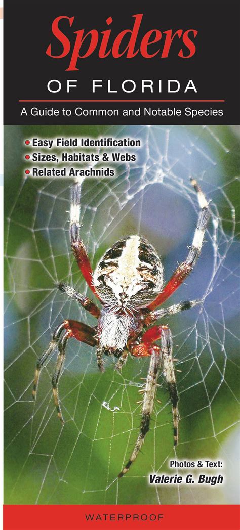 Spiders Of Florida Quick Reference Publishing Retail Spiders Of Florida Quick Reference Publishing Retail