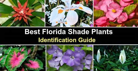 The Best Florida Shade Plants Pictures And Identification Guide The Best Florida Shade Plants Pictures And Identification Guide