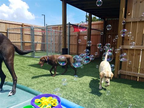 The Diggs At Paws Amp Claws Daycare Amp Pet Boarding In Wilmington Nc
