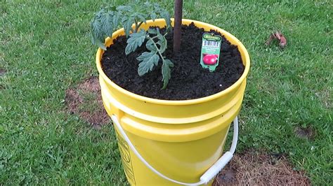 Tomatoes 5 Gallon Bucket