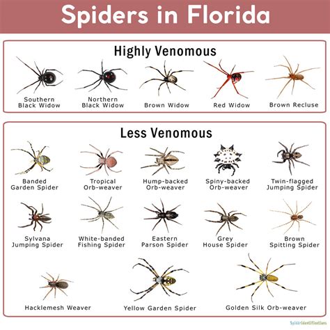 Types Of Florida Spiders With Pictures Identification Guide Types Of Florida Spiders With Pictures Identification Guide